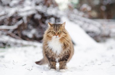Güzel tüylü Sibirya kedisi kış bahçesinde, kırsal alanda yürüyen bir hayvan beyaz kar ve dallar yığını üzerinde