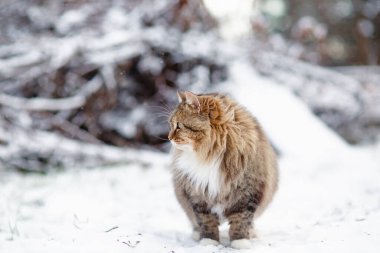 Güzel tüylü Sibirya kedisi kış bahçesinde, kırsal alanda yürüyen bir hayvan beyaz kar ve dallar yığını üzerinde