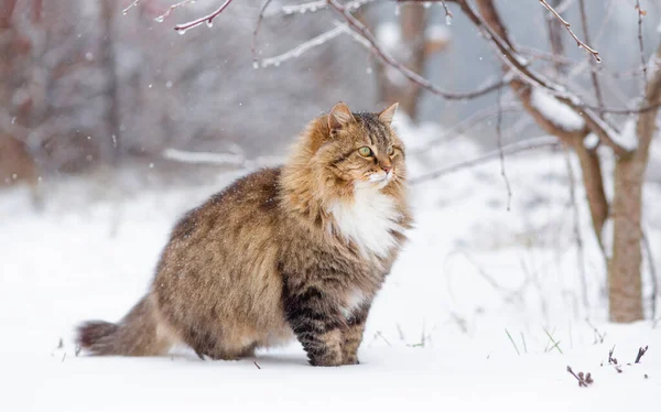 Portrait of beautiful cat in winter garden, fluffy Siberian cat walking in rural yard on background of white snow, pets on nature