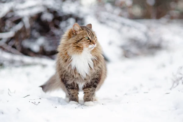 beautiful fluffy Siberian cat in winter garden, pet walking in rural yard on background of white snow and heap of branches