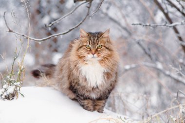 Tüylü, güzel Sibirya kedisi kırsal alanda beyaz karın arka planında yürüyor, kırsal kesimde evcil hayvanlar var.