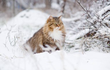 Güzel kedi kış bahçesinde, tüylü Sibirya kedisi kırsal alanda beyaz karın arka planında yürüyor, evcil hayvanlar doğada