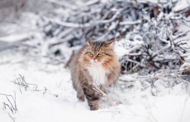 güzel tüylü Sibirya kedisi kış bahçesinde oturuyor, kırsal alanda evcil hayvan beyaz kar ve dallar yığını