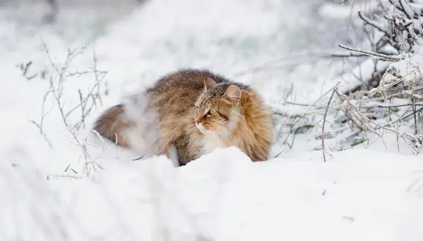 beautiful cat in winter garden, fluffy Siberian cat walking in rural yard on background of white snow, pets on nature