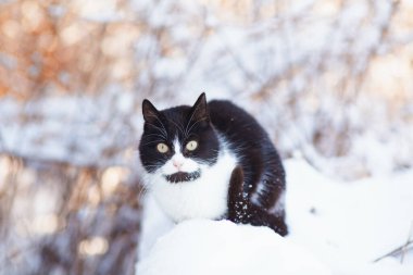 Siyah beyaz kedinin kış portresi. Açık havada komik renkli yürüyen, arka planda karlı bir hayvan.