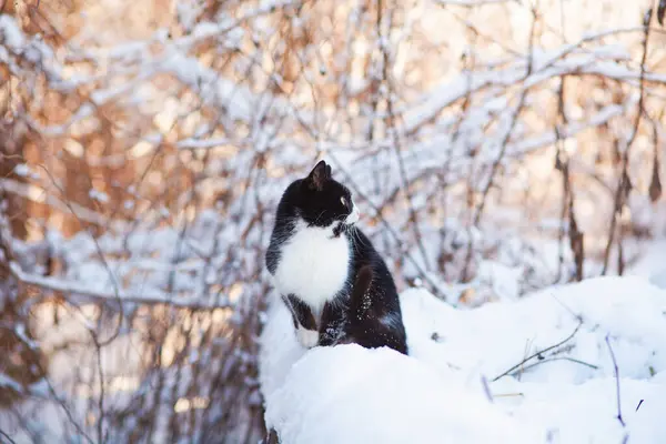 cute black and white cat sitting on fence covered with snow, pet walking outdoors on winter nature,rural scene