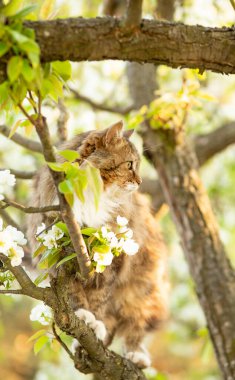 Çiçek açan ağaca tırmanan tüylü Sibirya kırmızı kedisinin portresi kırsal alanda doğa üzerinde yürüyen bir hayvan.