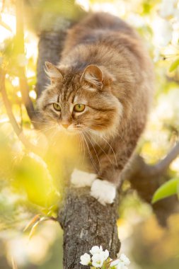 Çiçek açan ağaca tırmanan tüylü Sibirya kırmızı kedisinin portresi kırsal alanda doğa üzerinde yürüyen bir hayvan.