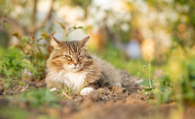 Tüylü kırmızı kedinin portresi Bahçede yazın doğa üzerinde yürüyor, sevimli evcil hayvan