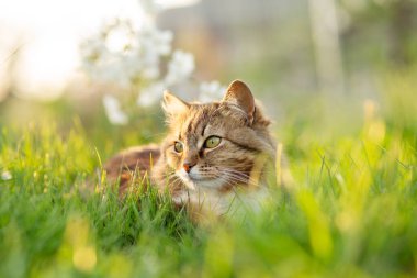 Tüylü bir Sibirya kırmızı kedisinin yaz portresi bahçede yeşil çimenlerin üzerinde yürüyor