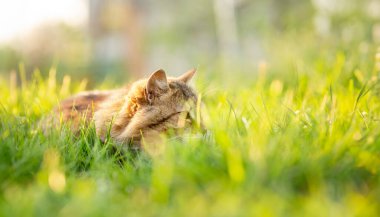 Tüylü bir Sibirya kırmızı kedisinin yaz portresi bahçede yeşil çimenlerin üzerinde yürüyor