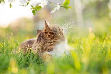 Tüylü bir Sibirya kırmızı kedisinin yaz portresi bahçede yeşil çimenlerin üzerinde yürüyor