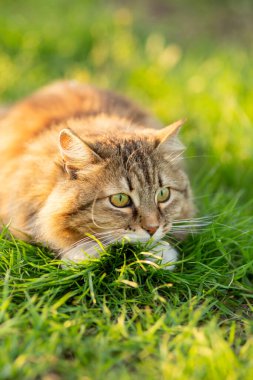 Yeşil çimenlerde oynayan komik kedi, yaz doğasında yürüyen hayvan, sevimli hayvan.
