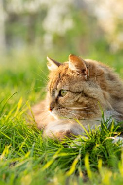 Tüylü bir Sibirya kırmızı kedisinin yaz portresi bahçede yeşil çimenlerin üzerinde yürüyor
