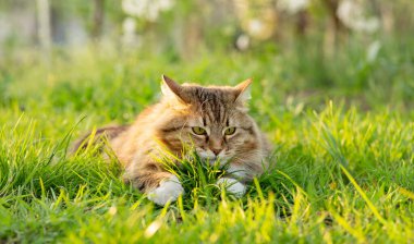 Yeşil çimenlerde oynayan komik kedi, yaz doğasında yürüyen hayvan, sevimli hayvan.