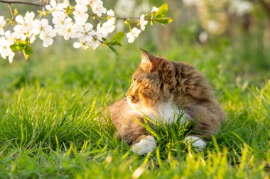 Tüylü bir Sibirya kırmızı kedisinin yaz portresi bahçede yeşil çimenlerin üzerinde yürüyor