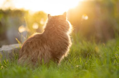 Tüylü bir Sibirya kızıl kedisinin yaz portresi. Gün batımında yeşil çimenlerin arka planında doğa üzerinde yürüyor.