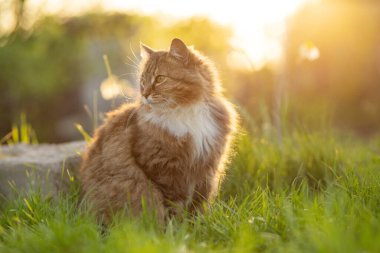 Tüylü bir Sibirya kızıl kedisinin yaz portresi. Gün batımında yeşil çimenlerin arka planında doğa üzerinde yürüyor.