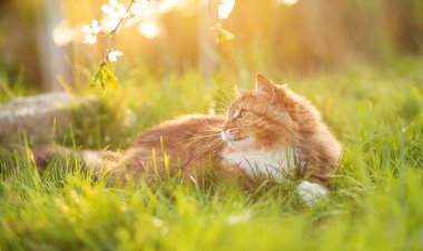 Tüylü bir Sibirya kırmızı kedisinin yaz portresi bahçede yeşil çimenler ve çiçek açan bir ağaç üzerinde yürüyor.