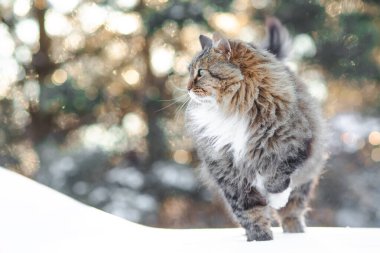 Doğada yürüyen güzel kedinin kış portresi, tüylü kızıl Sibirya kedisi karda ayakta duran pençesini kaldırıyor, sevimli evcil hayvan.