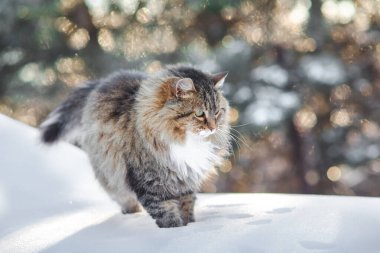 Güzel kedinin kış portresi açık havada yürüyor, tüylü kızıl Sibirya kedisi karda adımlar atıyor, sevimli evcil hayvan