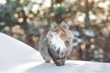Güzel bir kedinin kış portresi, dışarıda yürüyen tüylü kızıl Sibirya kedisi karda duruyor ve yukarı bakıyor, doğaya bakan sevimli bir hayvan.