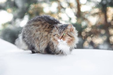 Dışarıda yürüyen güzel bir kedinin kış portresi, karda kafası karışmış bir hayvan, vahşi yaşam.