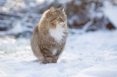 Dışarıda yürüyen güzel bir kedinin kış portresi, kar yolunda dikkatli bir Sibirya kedisi, sevimli bir evcil hayvan