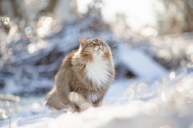 Güzel bir kedinin kış portresi dışarıda yürüyor, tüylü kızıl Sibirya kedisi karda duruyor ve yukarı bakıyor, sevimli evcil hayvan