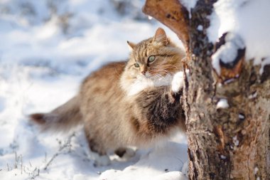 Güzel bir kedinin kış portresi açık havada yürüyor, tüylü kızıl Sibirya kedisi ağaç gövdesini tırmalıyor, hayvan hayatı