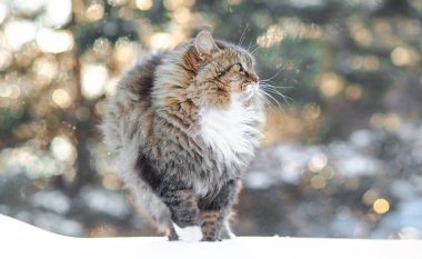 Dışarıda yürüyen güzel bir kedinin kış portresi, karda kafası karışmış bir hayvan, vahşi yaşam.