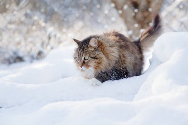 Güzel kedinin kış portresi açık havada, tüylü kızıl Sibirya kedisi karda yürüyor, sevimli evcil hayvan