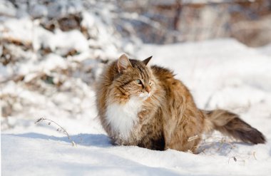 Güzel kedinin kış portresi açık havada, tüylü kızıl Sibirya kedisi karda yürüyor, sevimli evcil hayvan