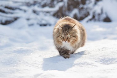 winter portrait of beautiful cat walking outdoors, fluffy ginger Siberian cat raise paw up standing in snow, lovely pet clipart