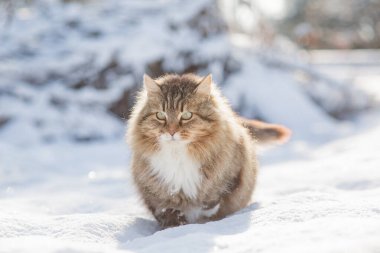 Güzel bir kedinin kış portresi dışarıda yürüyor, tüylü kızıl Sibirya kedisi karda ayakta duruyor, sevimli evcil hayvan.
