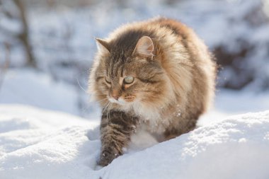Güzel kedinin kış portresi açık havada, tüylü kızıl Sibirya kedisi karda yürüyor, sevimli evcil hayvan
