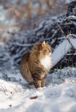 Güzel kedinin kış portresi açık havada, poz veren kızıl Sibirya kedisi, sevimli evcil hayvan