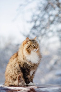 Bahçede arabada oturan güzel kedinin kış portresi, sevimli tüylü Sibirya kedisi karda