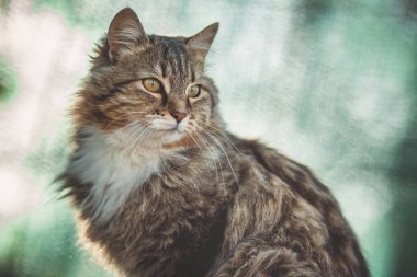 Yeşil arka planda güzel kırmızı tüylü kedi, açık havada evcil hayvan hayatı.