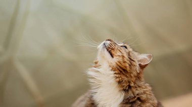 Portre güzel kırmızı pofuduk kedi yukarı bakıyor, evcil hayvan hayatı