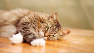 Güzel kırmızı tüylü kedi, bir yaz çardağında, tahta bir masanın üzerinde dinleniyor, kırsal kesimdeki evcil hayvan hayatı.