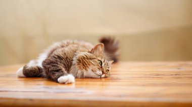 Güzel kırmızı tüylü kedi, bir yaz çardağında, tahta bir masanın üzerinde dinleniyor, kırsal kesimdeki evcil hayvan hayatı.