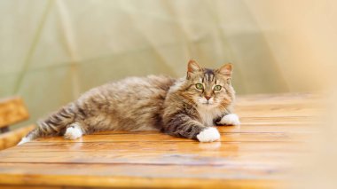 Güzel kırmızı tüylü kedi, bir yaz çardağında, tahta bir masanın üzerinde dinleniyor, kırsal kesimdeki evcil hayvan hayatı.