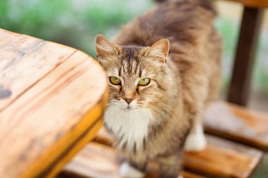 Güzel pofuduk kedi kameraya bakıyor, kırsal kesimde, doğada sevimli bir hayvan portresi.