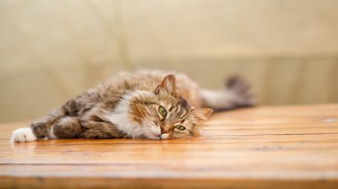 Muhteşem pofuduk Sibirya kedisi çardakta, açık havada, ahşap masada yatıyor. Evcil hayvan portresi.