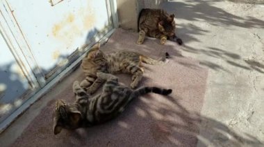 Gri çizgili kedi hayvanları, iki yavru ve bir anne, birlikte oynayıp, ısırıp, kavga ediyorlar, mutlu kedi aileleri bir yere atlayıp, koşuyorlar, hayvan temalarıyla ilgili rahatlatıcı videolar izliyorlar..