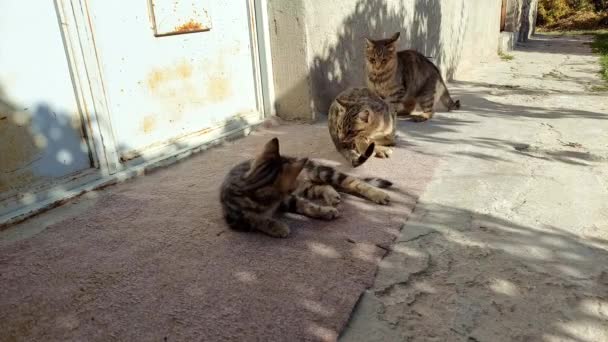 Graugestreifte Katzentiere Zwei Junge Und Eine Mutter Spielen Zusammen Beißen — Stockvideo