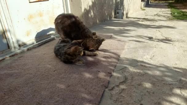 Gris Rayas Animales Felinos Dos Cachorros Una Madre Jugar Juntos — Vídeo de stock