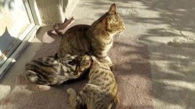 İki sevimli kedi yavrusu annelerinin verdiği yemeğin tadını çıkarıyor. Süt içiyorlar ve çok mutlu görünüyorlar..