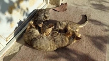İki sevimli kedi yavrusu annelerinin verdiği yemeğin tadını çıkarıyor. Süt içiyorlar ve çok mutlu görünüyorlar..